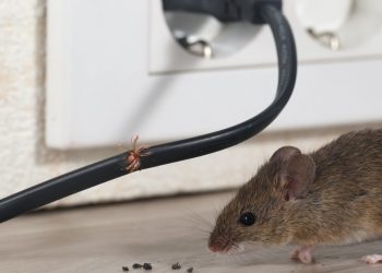 When Homeowners Insurance Will and Won’t Cover Rodent Damage