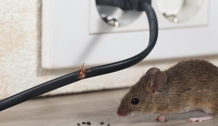 When Homeowners Insurance Will and Won’t Cover Rodent Damage