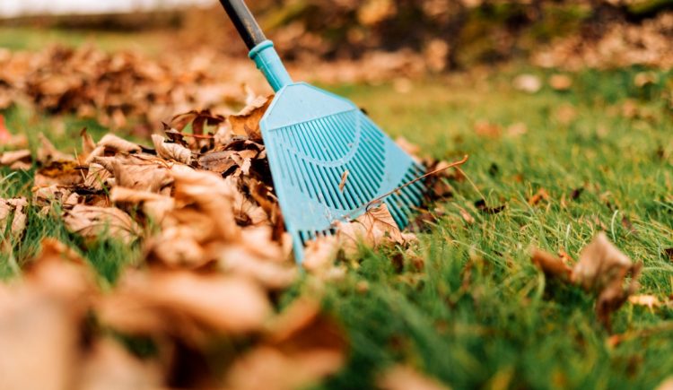 Cleaning Up Your Yard Can Reduce Your Fire Risk