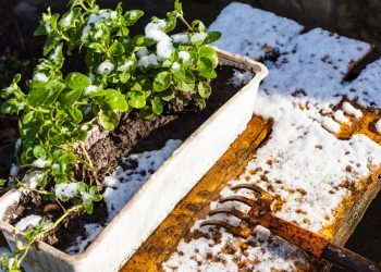 Steps to Take In the New Year to Prepare Your Garden for Spring