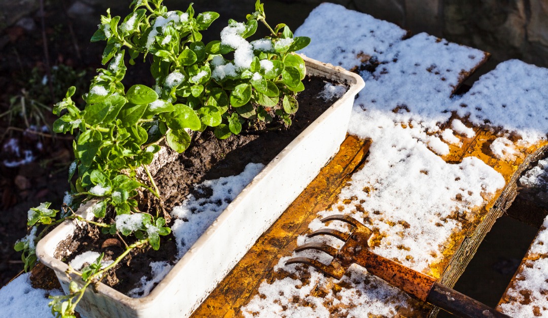 Steps to Take In the New Year to Prepare Your Garden for Spring — RISMedia