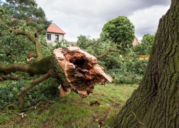 Will Your Homeowners Insurance Company Pay to Have a Fallen Tree Removed?