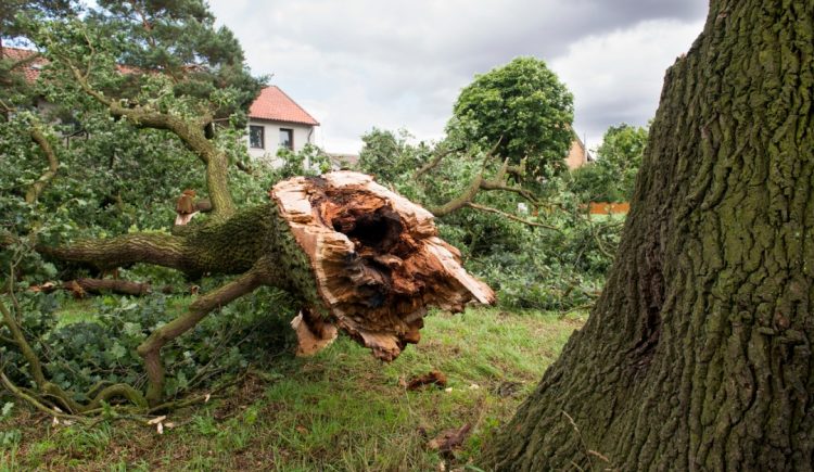 Will Your Homeowners Insurance Company Pay to Have a Fallen Tree Removed?