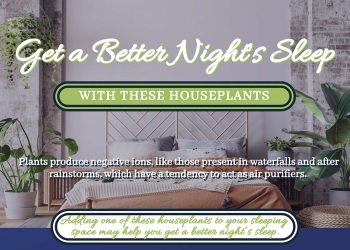 Get a Better Night’s Sleep With These Houseplants