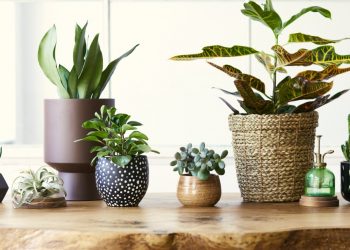 Items to Buy if You’re a Houseplant Lover