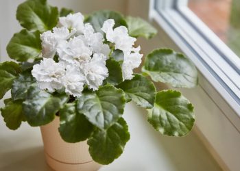 Indoor Flowering Plants to Lift Winter’s Gloom