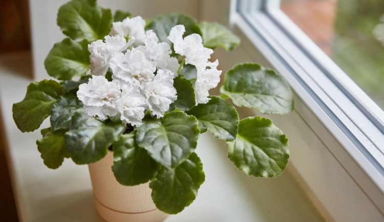 Indoor Flowering Plants to Lift Winter’s Gloom