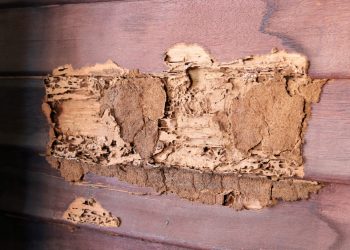 6 Ways to Tackle Termites
