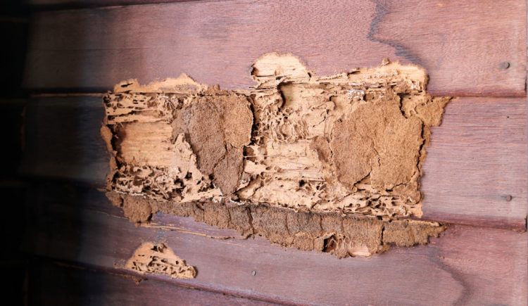6 Ways to Tackle Termites