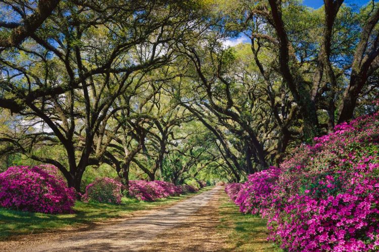 ERA® Real Estate Bolsters Southern Louisiana Presence With Affiliation of Godwyn Realty ERA Powered