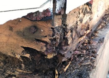 How to Protect Your Home from Termites