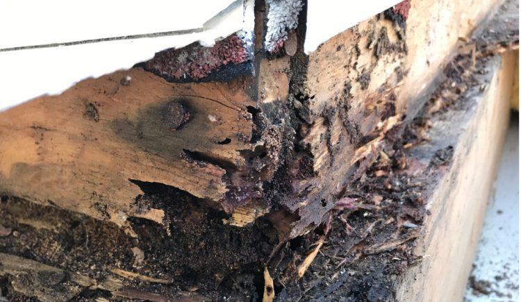 How to Protect Your Home from Termites