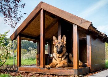 Berkshire Hathaway HomeServices Launches ‘Pawfect’ Home Sweepstakes