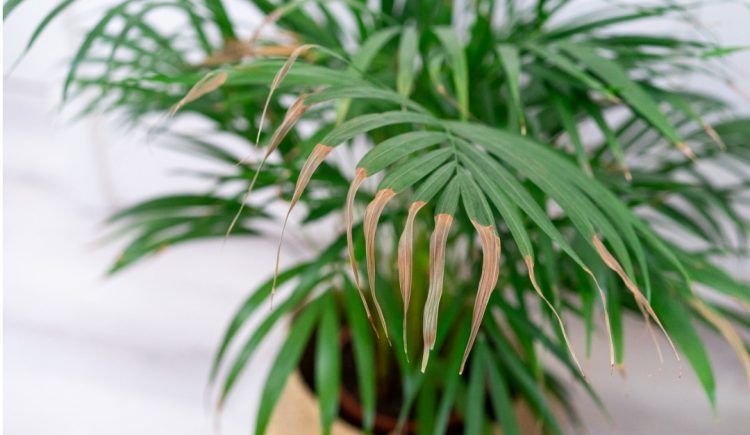 Houseplants Flagging? Here’s How to Keep Them Healthy