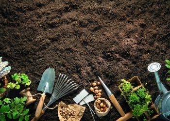 5 Tools Every New Gardener Should Have