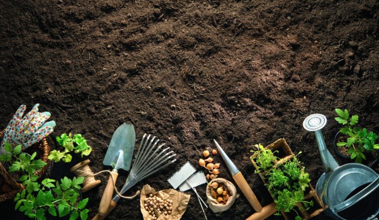 5 Tools Every New Gardener Should Have