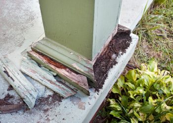 Does Homeowners Insurance Cover Termite Damage?