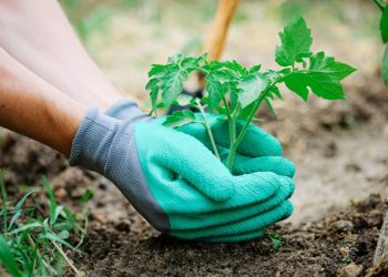 Simple Hacks for Budding Gardeners