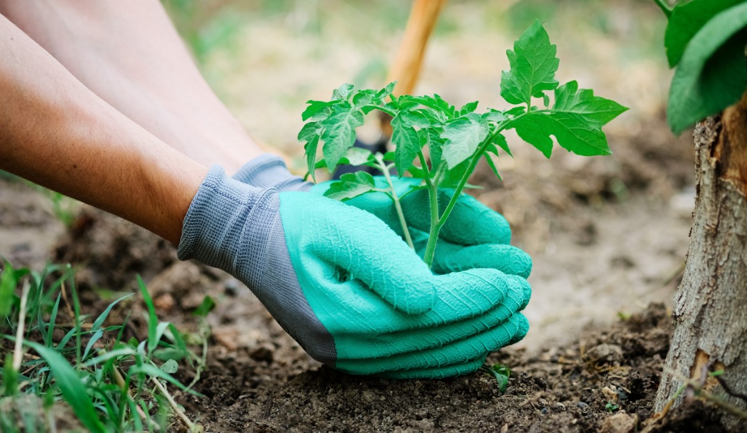 Simple Hacks For Budding Gardeners