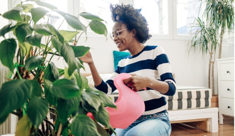 How to Choose the Right Houseplants