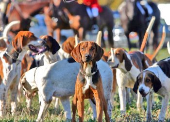 Thoughts on Leadership: Leading Like a Dog