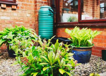 Should You Build a Rain Garden?