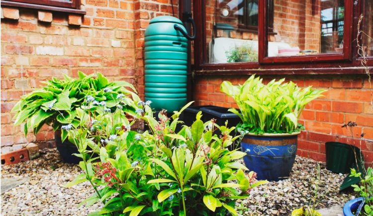 Should You Build a Rain Garden?