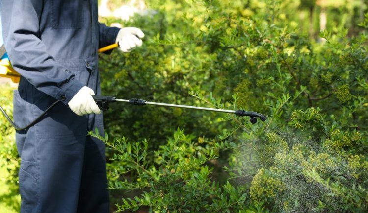 Pest Tips for Outdoor Spaces