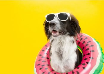 5 Tips to Keep Your Pup Safe This Summer