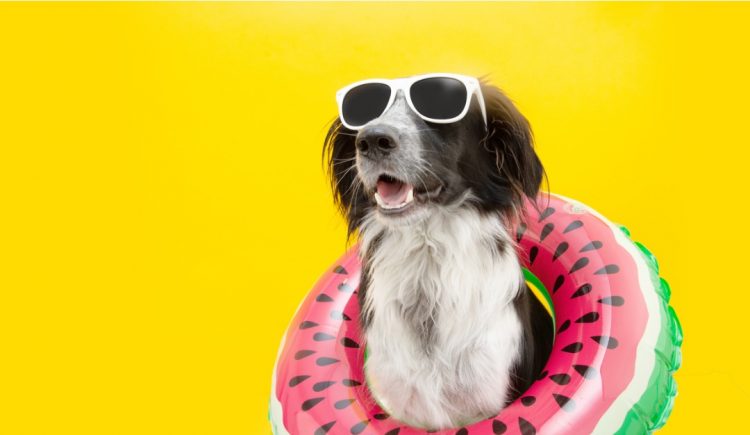 5 Tips to Keep Your Pup Safe This Summer