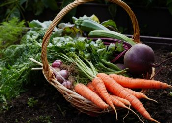 5 Easy Tips for Your Home Garden This Season