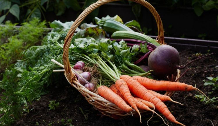 5 Easy Tips for Your Home Garden This Season