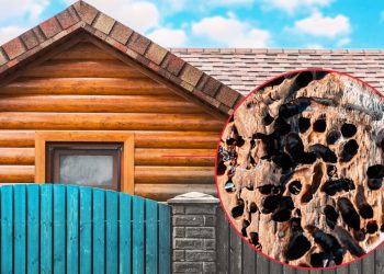 Signs That Insects Have Damaged Your Fence