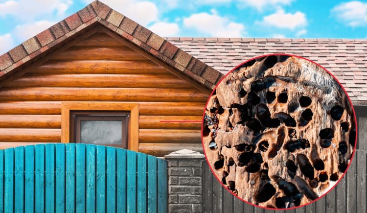 Signs That Insects Have Damaged Your Fence