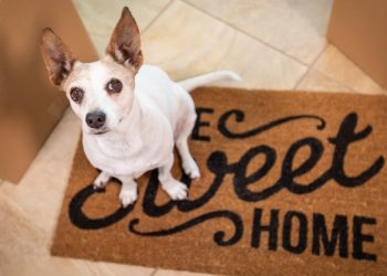 Why You Should Contact Your Homeowners Insurance Company before You Get a Dog