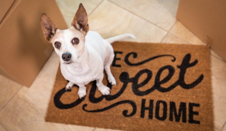 Why You Should Contact Your Homeowners Insurance Company before You Get a Dog