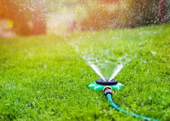 Are You Giving Your Lawn the Right Amount of Water?