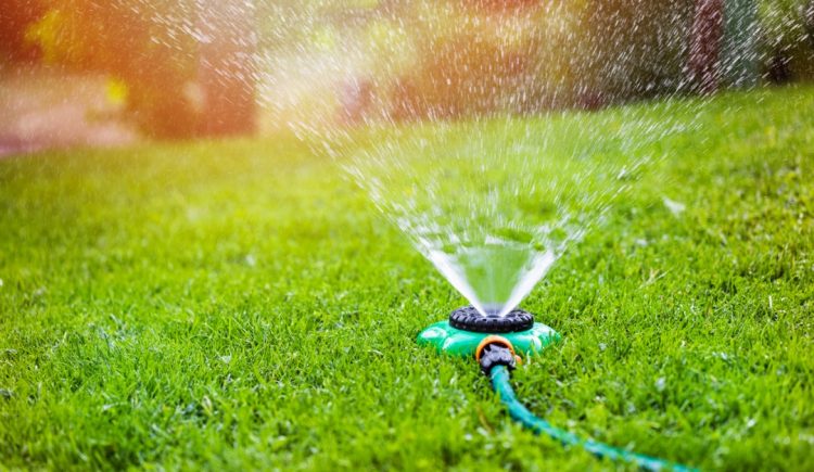 Are You Giving Your Lawn the Right Amount of Water?