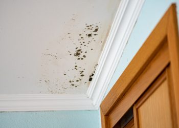 What Should You Do If a Home Inspector Finds Mold in a House That You’re Thinking about Buying?