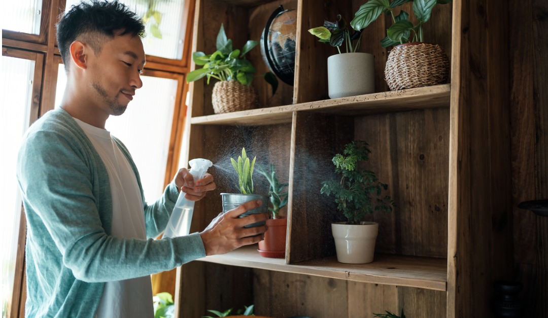 The Benefits of Houseplants - Vimarsana News