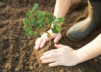 With an Eye on Sustainability, NAR to Plant One Tree for Every REALTOR®