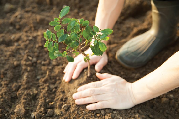 With an Eye on Sustainability, NAR to Plant One Tree for Every REALTOR®