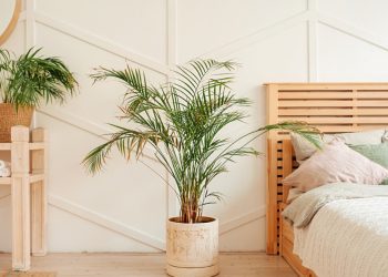 Best Indoor Greenery for Cleaner Air