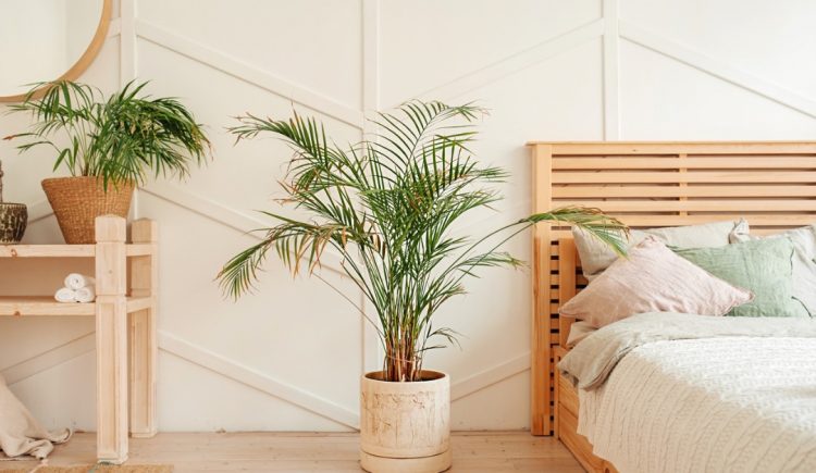 Best Indoor Greenery for Cleaner Air