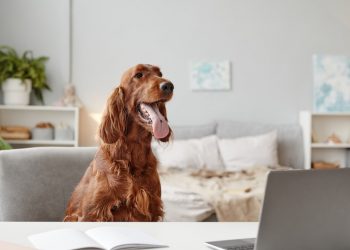 5 Tips to Pet-Proof Your Home