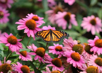 Thoughts on Leadership: Tough Love and Butterflies