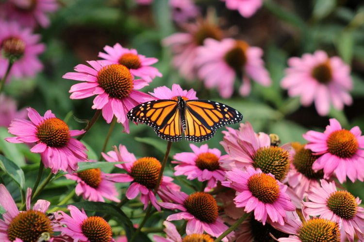 Thoughts on Leadership: Tough Love and Butterflies