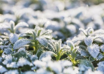 How to Prepare Your Garden During the Winter Months