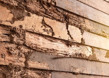 Common Mistakes Can Draw Termites