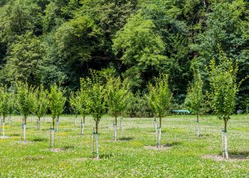 NAR To Plant 215,000 Trees in Idaho National Forests